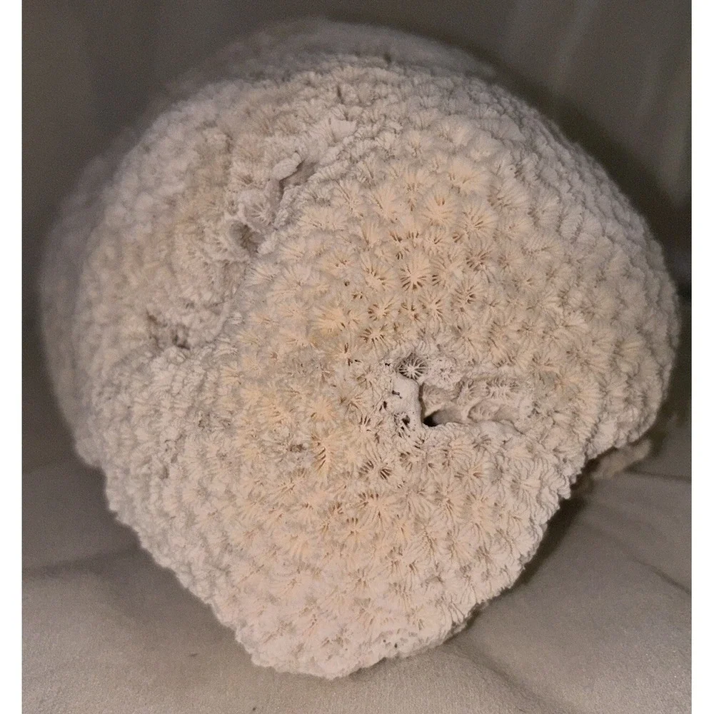 Star Brain Coral Fossil‎ Display/aquarium Decor Piece 6x7x4